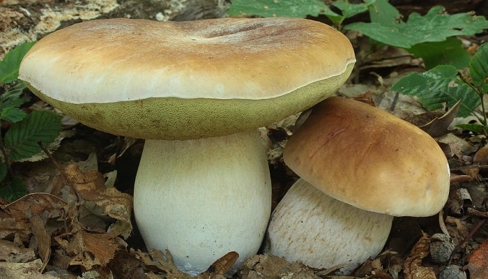 фото грибы Крыма